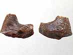 Hybodontidae : boucle de Requins fossiles: Hybodus / Asteracanthus du jurassique Boulonnais